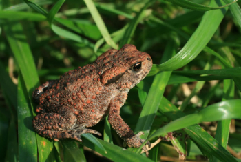 Common toad